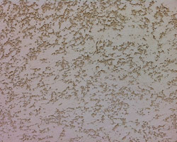 Ravalement de façade